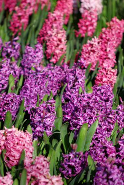 Parkta bahar güneş ışığı altında büyüyen birçok renkli sümbül