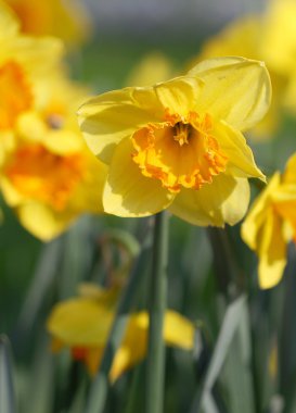 Bahar güneş altında sarı nergis çiçekleri büyük miktarda