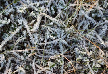 Buz kristalleri ile kış döneminde katmanlı çimen