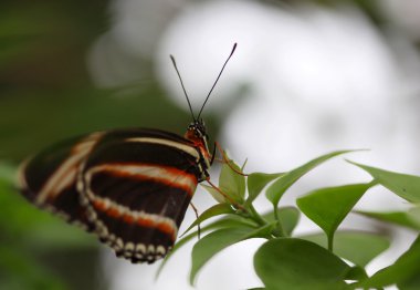 Yeşil terk turuncu ve beyaz çizgili kelebek oturan siyah