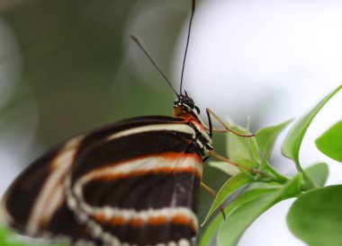 Yeşil terk turuncu ve beyaz çizgili kelebek oturan siyah