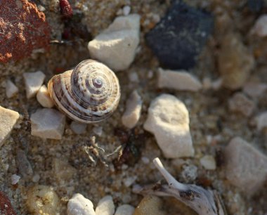 Döşeme vurdu taş makro salyangoz kabukları