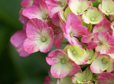 Beyaz ve pembe ortanca makro çekim