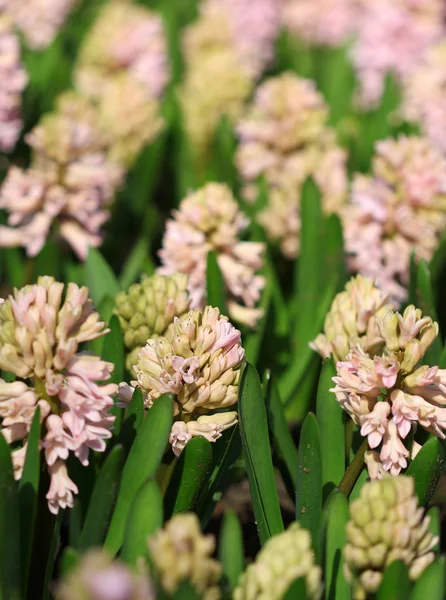 Many blue hyacinths growing under the spring sunlight in the park — Stock Photo, Image