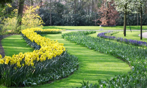 Big amount of yellow narcissus flowers growing under spring suns — Stock Photo, Image
