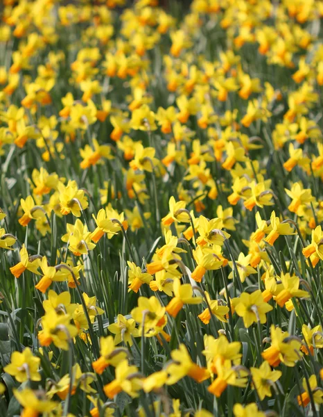 Grande quantidade de flores de narciso amarelo crescendo sob sóis de primavera — Fotografia de Stock