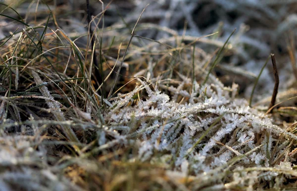 Gräset skiktad med iskristaller vintertid — Stockfoto