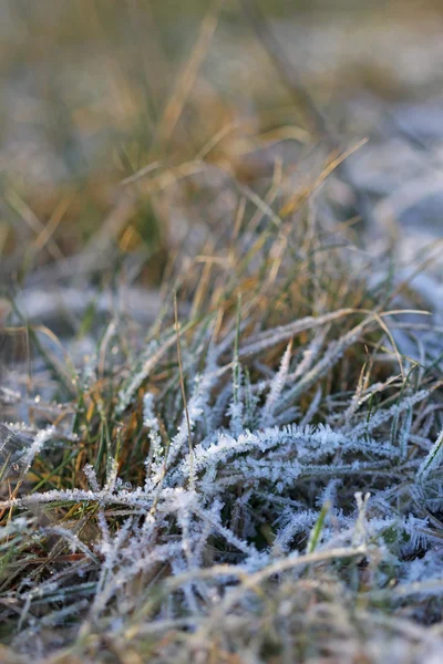 Gräset skiktad med iskristaller vintertid — Stockfoto