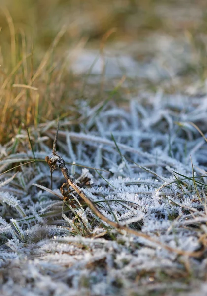Gräset skiktad med iskristaller vintertid — Stockfoto
