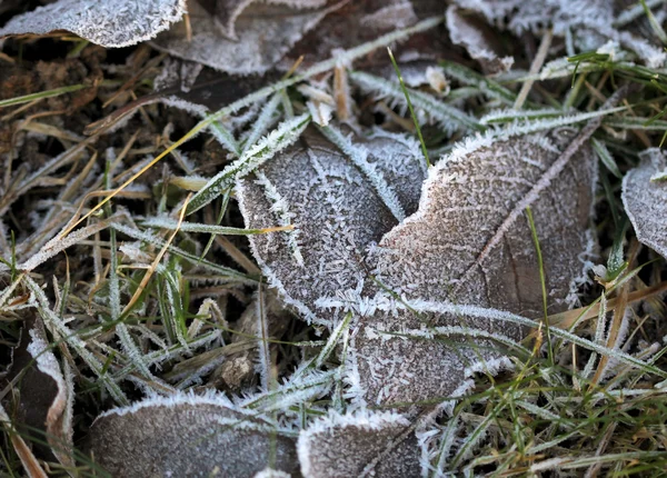Trawa, warstwowe z kryształów lodu w okresie zimowym — Zdjęcie stockowe