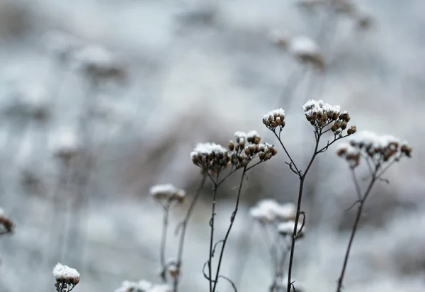 L'erba stratificata con cristalli di ghiaccio in inverno — Foto Stock