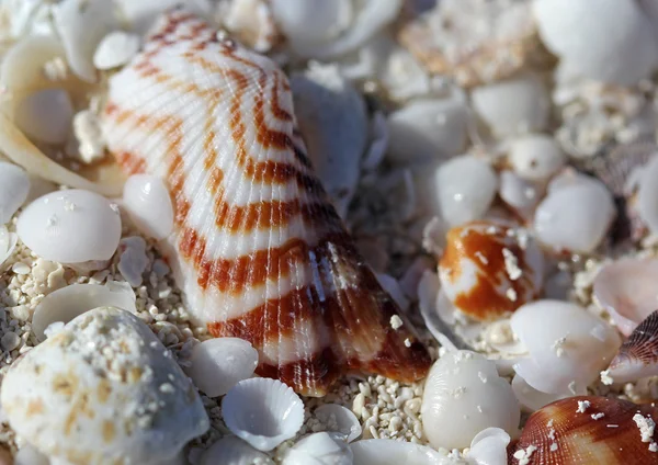 The big amount of shells laying in the sand macro shot — Stock Photo, Image