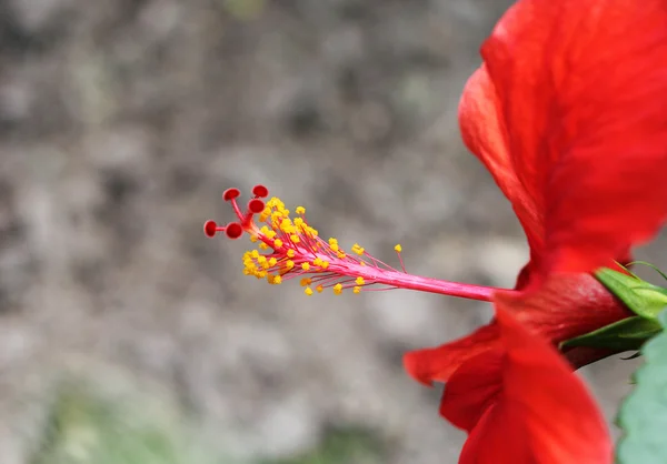 Zdjęcia makro kwiat jasny czerwony hibiscus — Zdjęcie stockowe