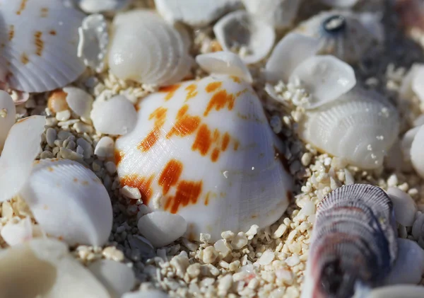 The big amount of shells laying in the sand macro shot — Stock Photo, Image