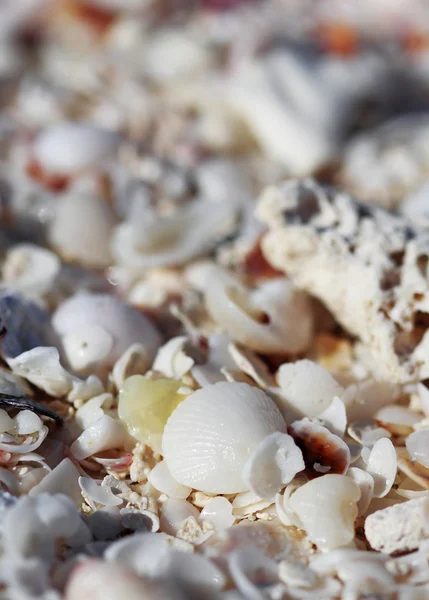 The big amount of shells laying in the sand macro shot — Stock Photo, Image