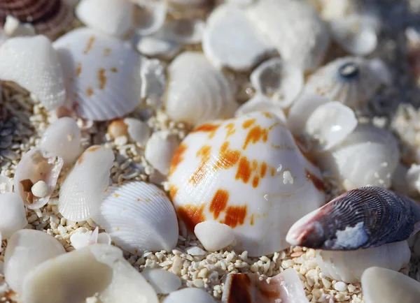 The big amount of shells laying in the sand macro shot — Stock Photo, Image