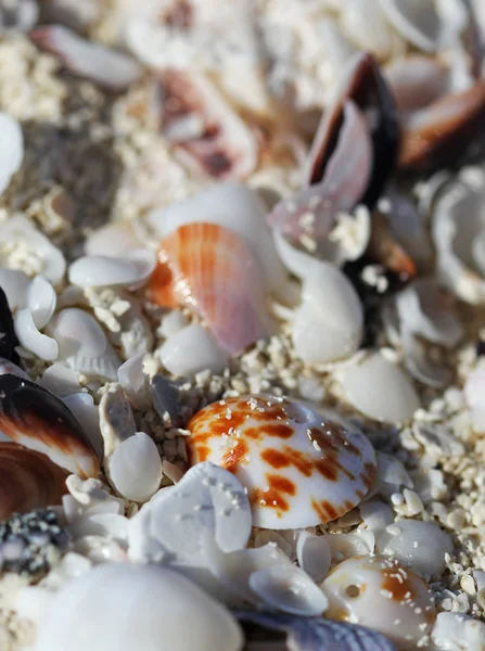 The big amount of shells laying in the sand macro shot — Stock Photo, Image