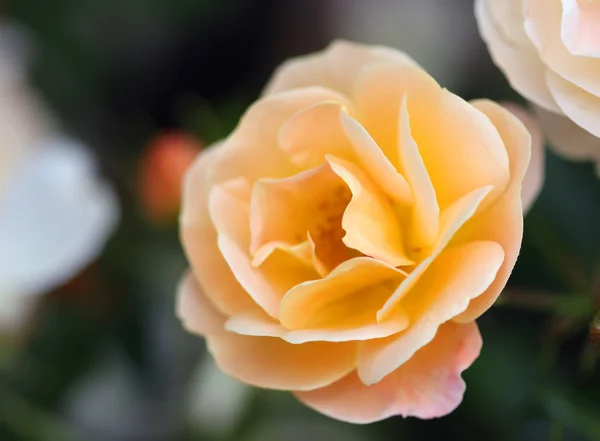 Den lyse myke rosen Makro shot – stockfoto