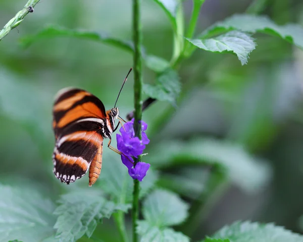 Чорний з помаранчевими смугами метелик сидить на фіолетовому квітковому макрошопі — стокове фото