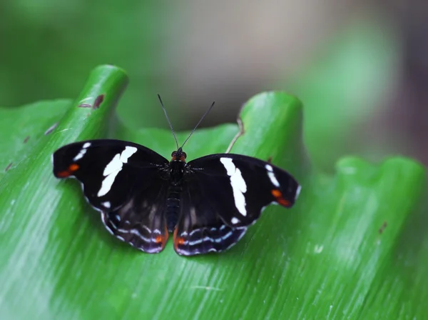 Чорний метелик білі смуги сидять на зеленому листі — стокове фото