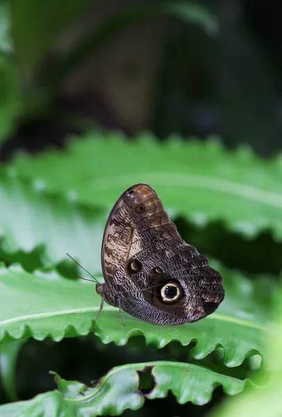 Der braune Schmetterling mit Augenzeichen auf dem Flügel sitzt auf grünem Laub — Stockfoto