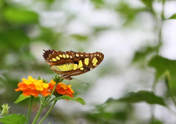 Коричневий з жовтими плямами метелик сидить на помаранчевій квітці — стокове фото