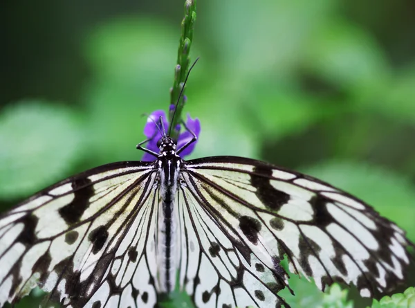 Idee leuconoe zittend op de bloemen macro schot — Stockfoto