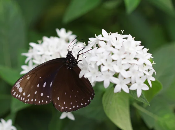 Темно-коричневая с белыми пятнами бабочка, сидящая на белом цвете — стоковое фото