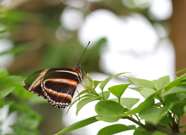 Черная с оранжевой и белой полосами бабочка, сидящая на зеленом отпуске — стоковое фото
