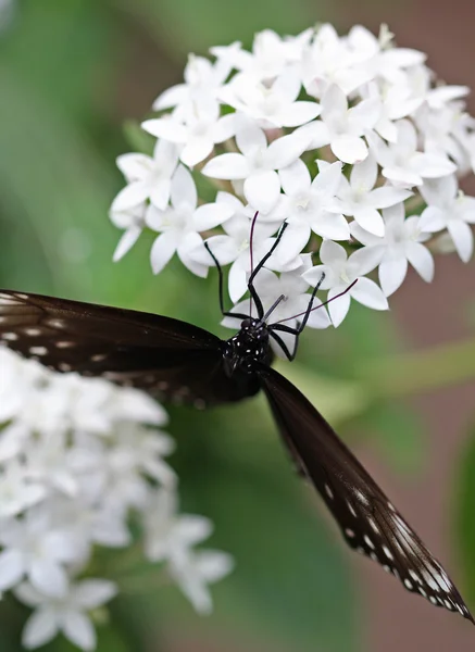 Темно-коричневий з білими плямами метелик сидить на білій квітці — стокове фото