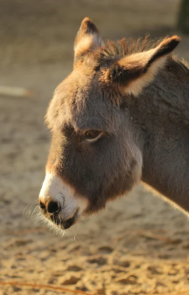Sad donkey in the sunset light portrait — Stock Photo, Image