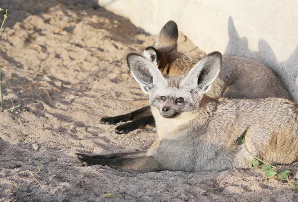 The pir of big-eared foxes sitting in the sunset light — Stock Photo, Image