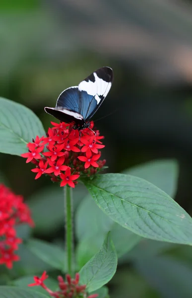 Le bleu noir à rayures blanches papillon assis sur fleur rouge macro shot — Photo