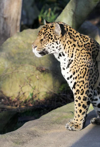 Caça leopardo sentado ao sol — Fotografia de Stock