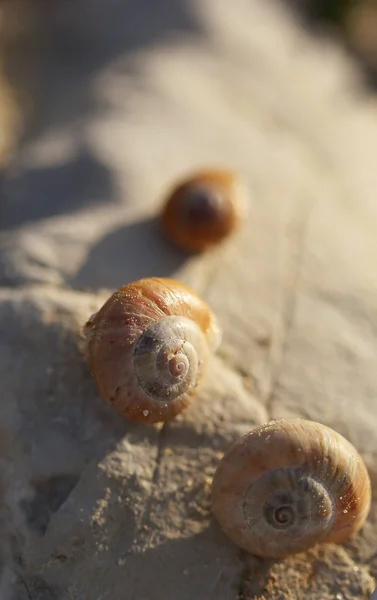 The snails shells laying on the stones macro shot — Stock Photo, Image