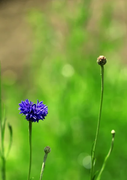 The blue cornflower growing in the green grass — Stock Photo, Image