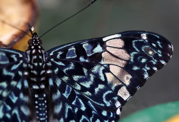 Красивая голубая с бежевым макро выстрелом бабочки Стоковое Изображение