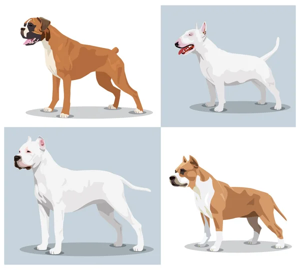 Ensemble d'images de chiens : Boxer, Bull Terrier, Dogo Argentino, American Pit Bull Terrier — Image vectorielle