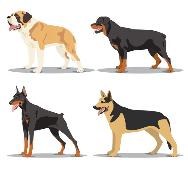 Image set of dogs: Alsatian dog, St. Bernard, Rottweiler, Doberman — Stock Vector