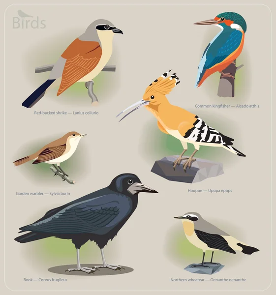 Immagine serie di uccelli: gambero dorso rosso, martin pescatore comune, parula da giardino, upupa, torre, grano del nord — Vettoriale Stock