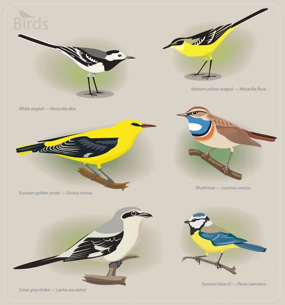Ensemble d'images d'oiseaux : wagtail blanc, wagtail jaune, oriole doré, bluethroat, Pie-grièche grise, mésange bleue — Image vectorielle