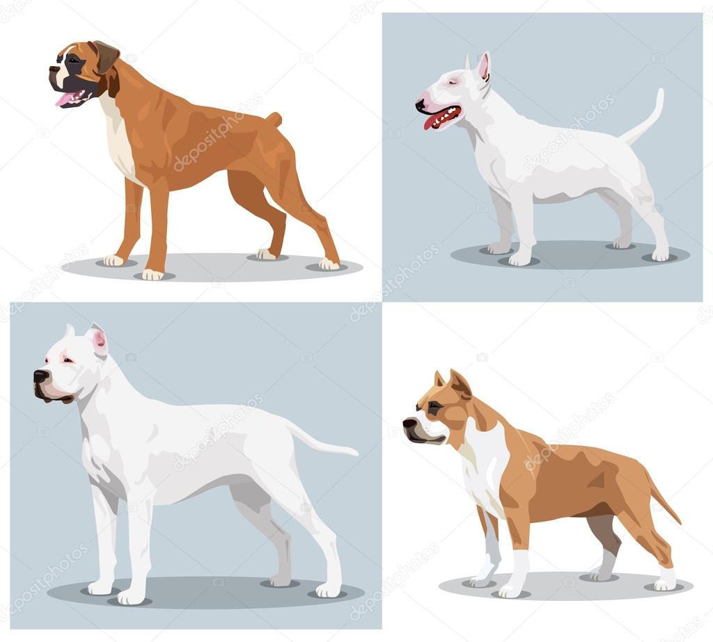 Image set of dogs: Boxer, Bull Terrier, Dogo Argentino, American Pit Bull Terrier