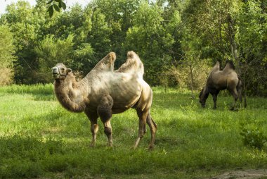 Bactrian deve. Oak grove, Zaporozhye, Ukrayna