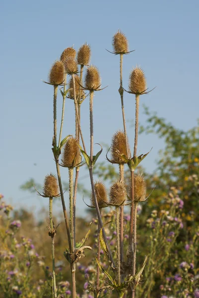 Teasel silvestre (Dipsacus) con cabezas secas — Foto de Stock