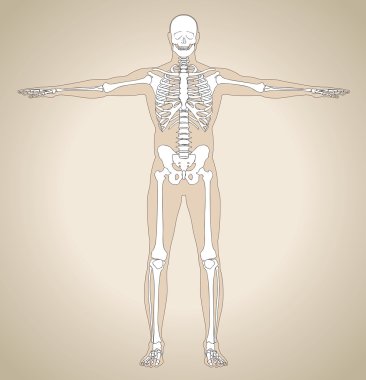 İnsan iskeleti