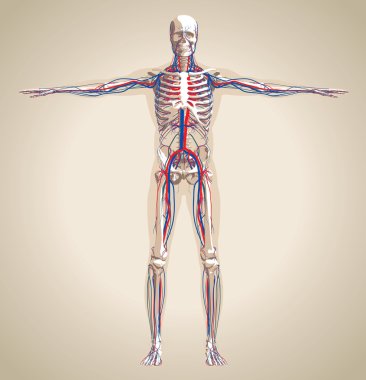 Human (male) circulation system and nervous system