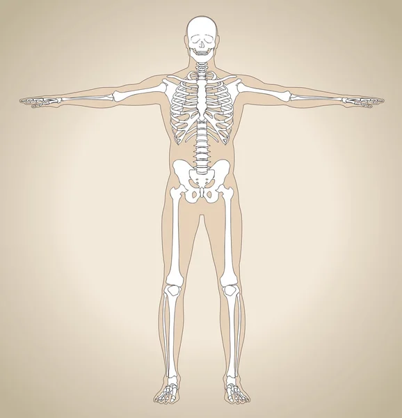 Det mänskliga skelettet — Stock vektor