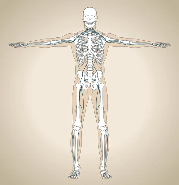 İnsan sinir sistemi