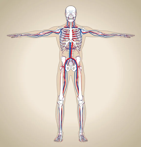 Sistema circulatorio humano (masculino) — Vector de stock