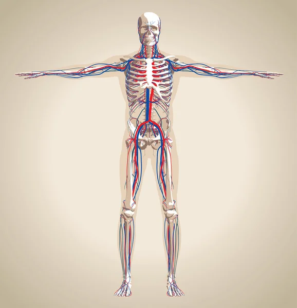 Sistema circulatorio humano (masculino) y sistema nervioso — Vector de stock